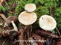 Cortinarius largodelibutus-amf11